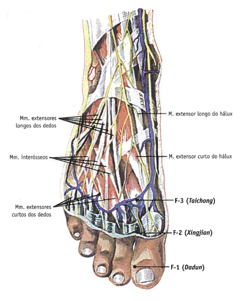 F3 Pontos de Acupuntura Guia Ilustrado de Referencia MARTINS e GARCIA