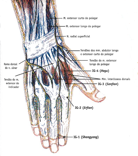 Ponto de acupuntura IG4 Hegu